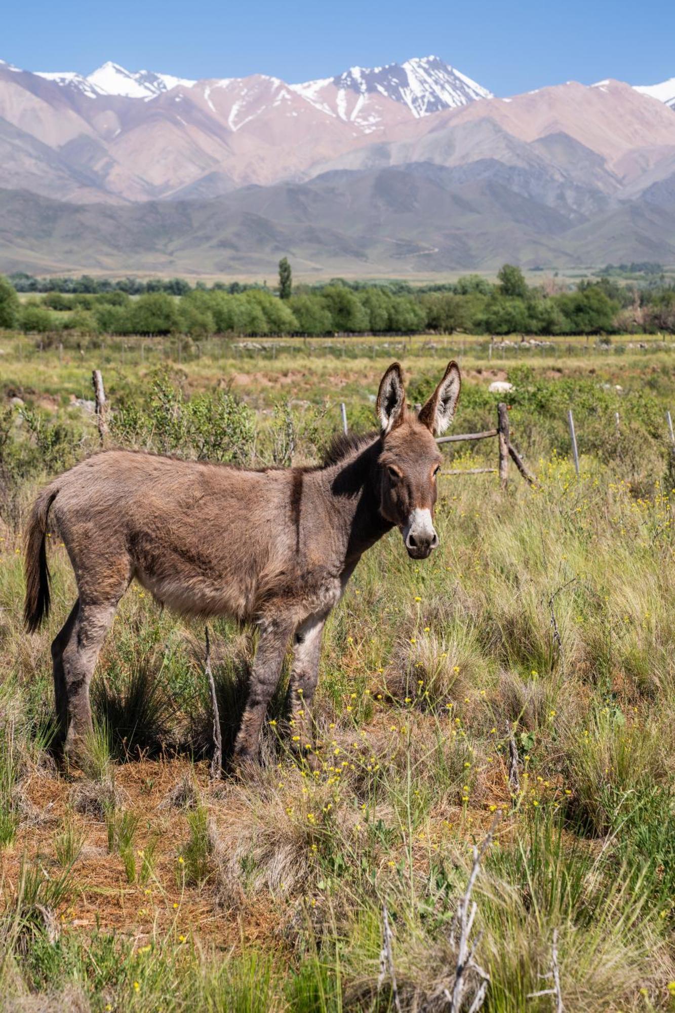 Rancho Adobe Eco Hotel Tupungato Eksteriør bilde