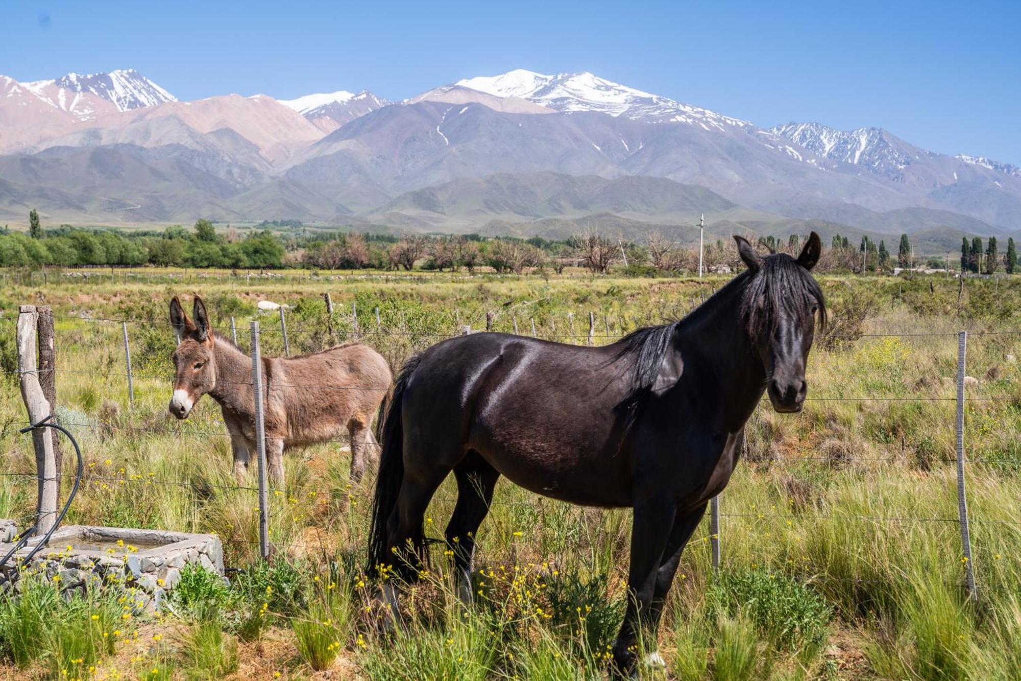 Rancho Adobe Eco Hotel Tupungato Eksteriør bilde